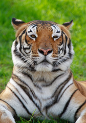 Fototapeta na wymiar tygrys na trawie