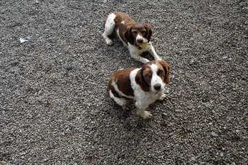two young dogs
