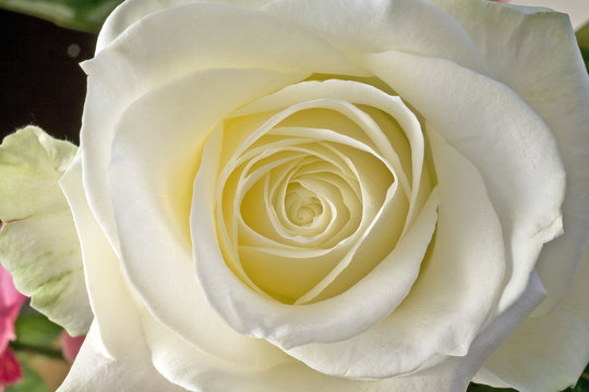 rose blanche
