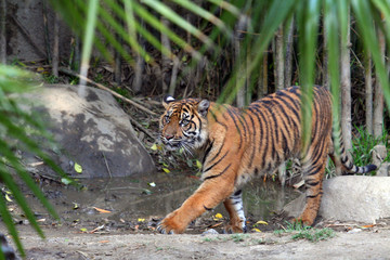 tiger walking