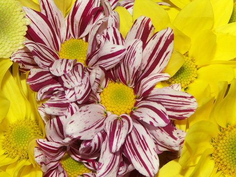 bouquet de chrysanth&egrave;mes