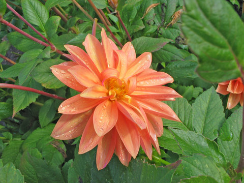 zarte dahlienbl&uuml;te im morgentau