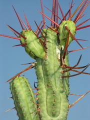 cactus euphorbia enopla sur fond bleu