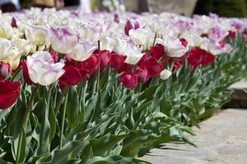 tulip walk