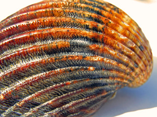 concha de mar