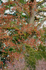 Fototapeta premium ein baum in bunten farben