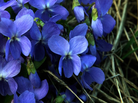 veilchen