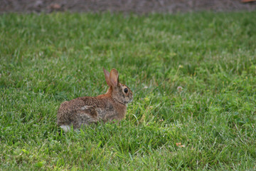 rabbit