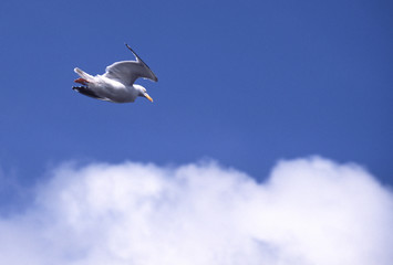 divegull