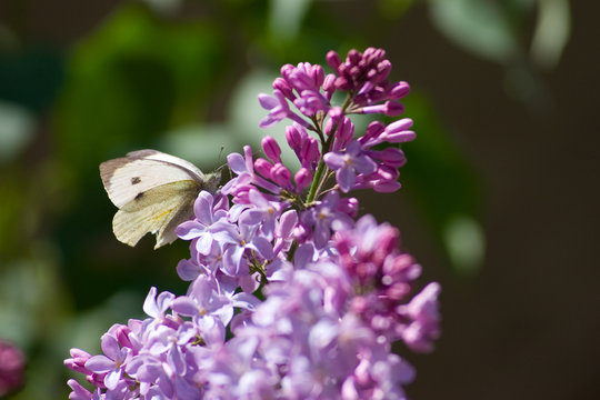 cabbage white butterfly