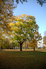 Naklejka premium fall trees 2