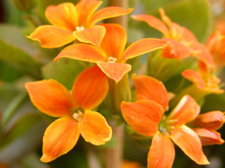 Fototapeta na wymiar flores naranjas