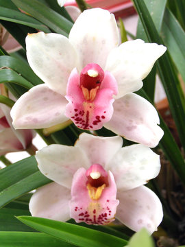 Orquideas