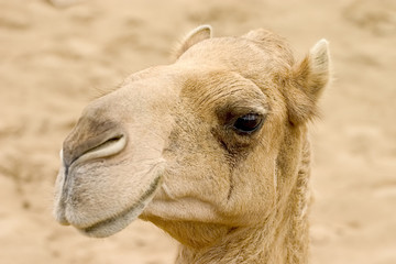 the camel.