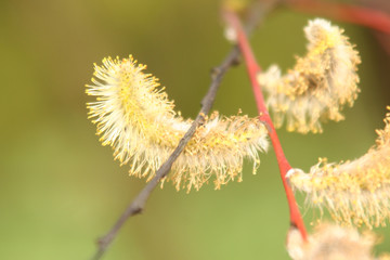 Obraz premium flowering pussy willow