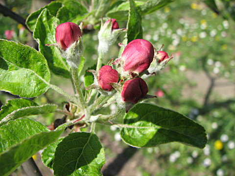 apple red flowers