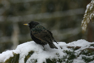 star im schnee