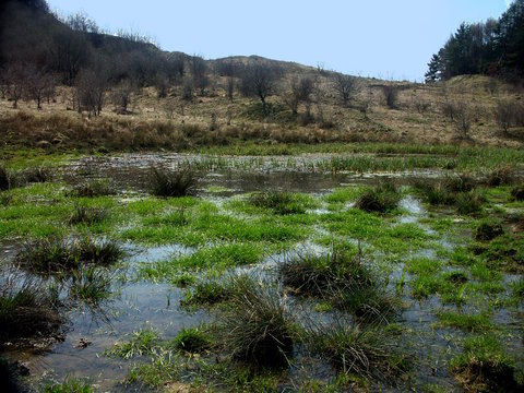 froschteich