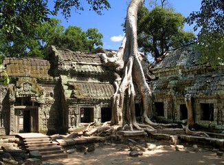 a silk-cotton tree consumes the ancient ruins of t