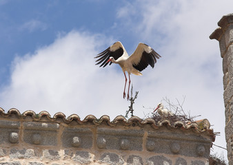 cigüeña y nido