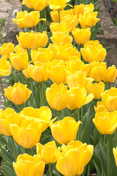 tulipanes