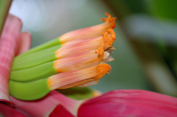 fleur © Palindra