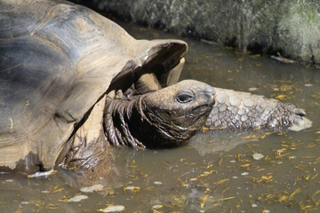 riesenlandschildkröte