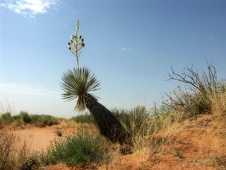 Rucksack desert © Lars Koch