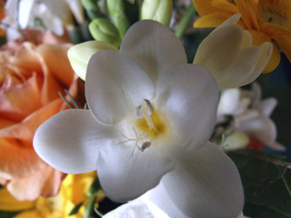 coeur de fleur © Pascal Péchard