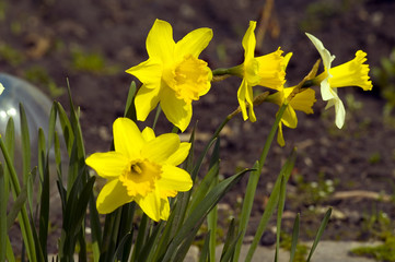 Obraz premium daffodils