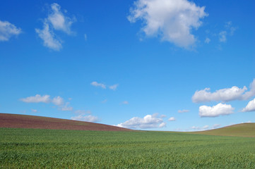 field and sky