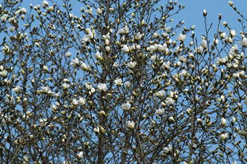 white magnolia