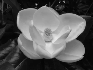 Fotobehang Magnolia magnolia bloesem-2