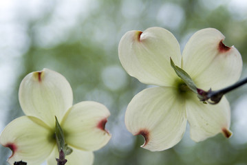 dogwood