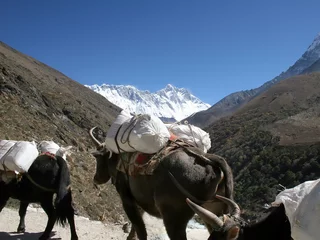 Deurstickers himalayan yaks - nepal © granitepeaker