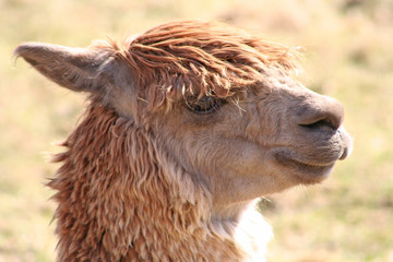 Fototapeta premium lama portrait