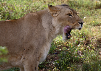 lion lick