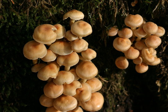pilz-gemenge