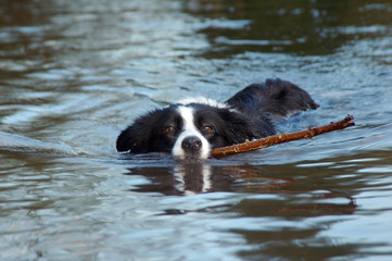 border collie