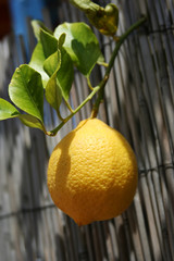 closeup of a fresh lemon on the tree