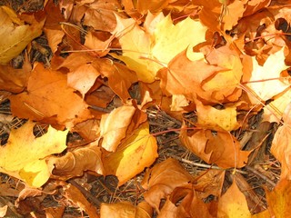 gold leaves