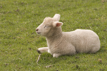 Obraz premium osterlamm