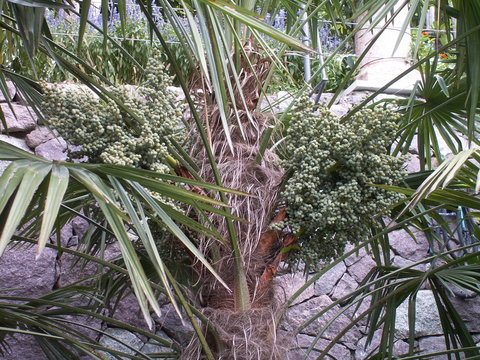 palmenfr&uuml;chte