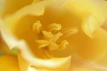Obraz premium heart of a tulip1
