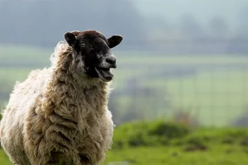 Photo sur Plexiglas Moutons sheep