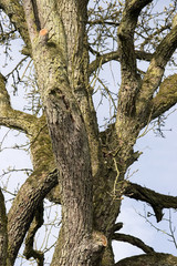 apfelbaum