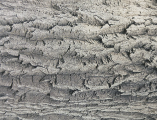 pasty gray bark flow