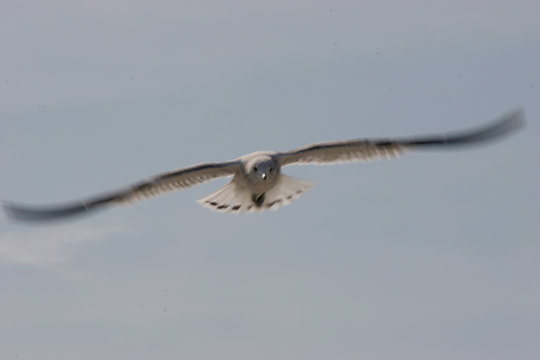 seagull hawk flying
