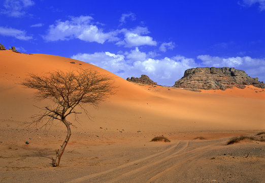 sahara désert