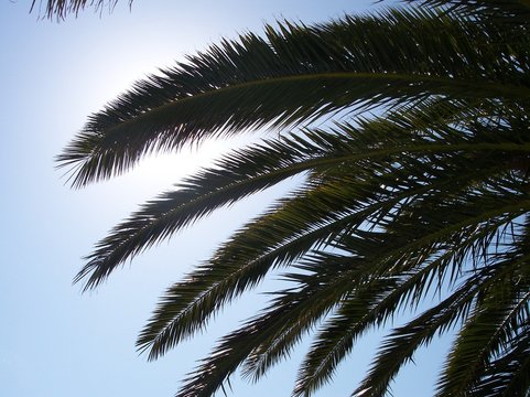 les plames au soleil
